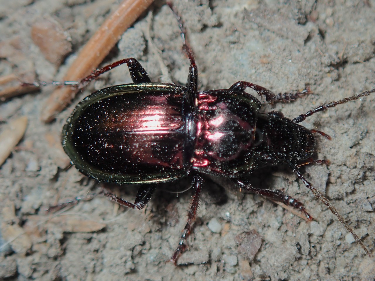 Pterostichus burmeisteri Pterostichus burmeisteri